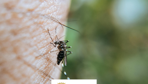 [Translate to Papiamento:] 